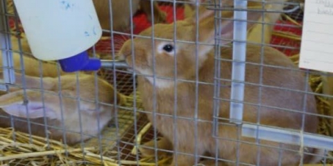 Kako sami napraviti pojilicu za bradavice za zečeve